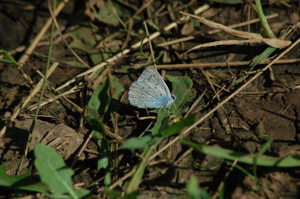 Polyommatus daphnis - csipkés boglárka