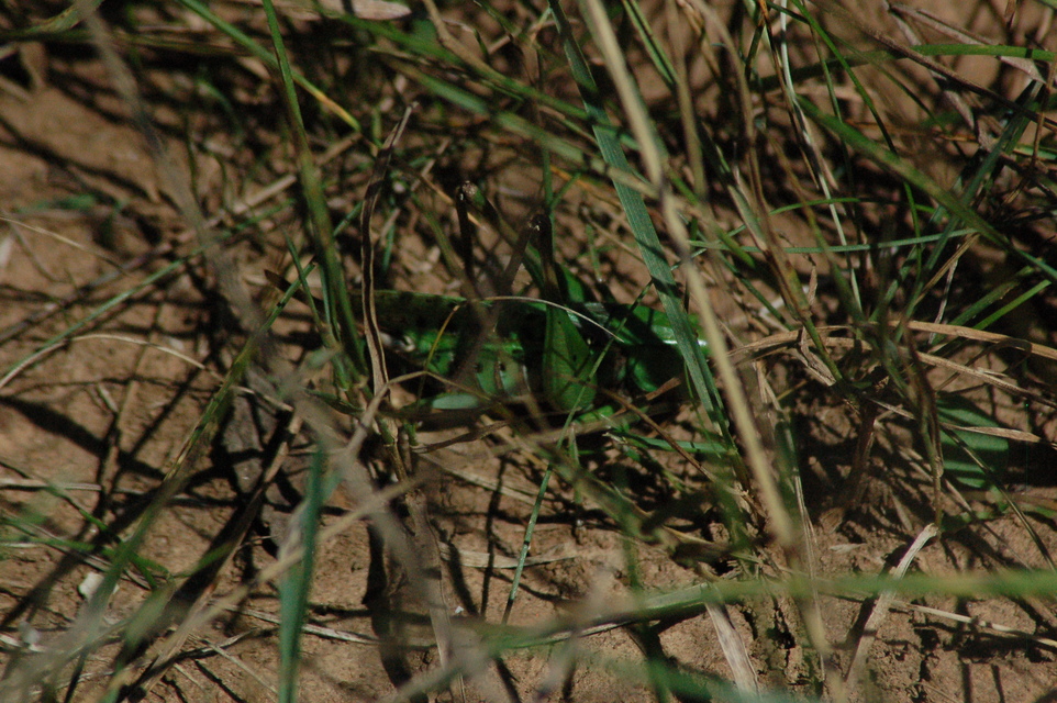 Decticus verrucivorus - szemölcsevő szöcske