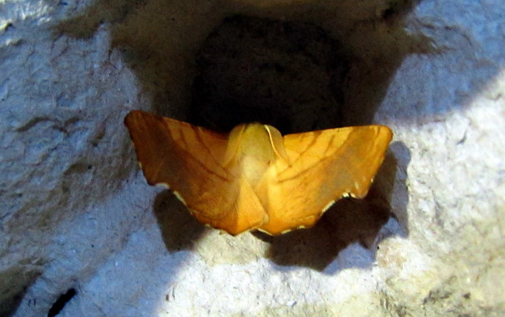 Ennomos fuscantaria - kőris-levélaraszoló