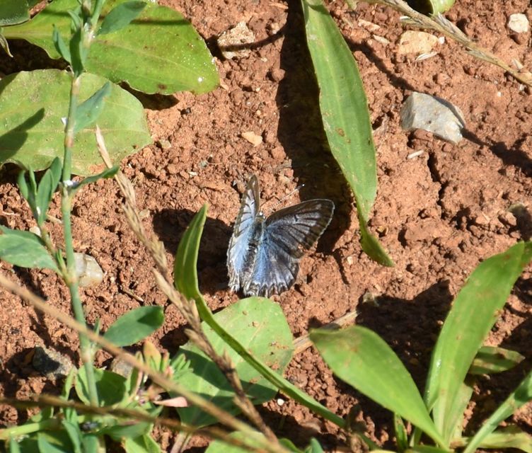 Polyommatus daphnis - csipkés boglárka