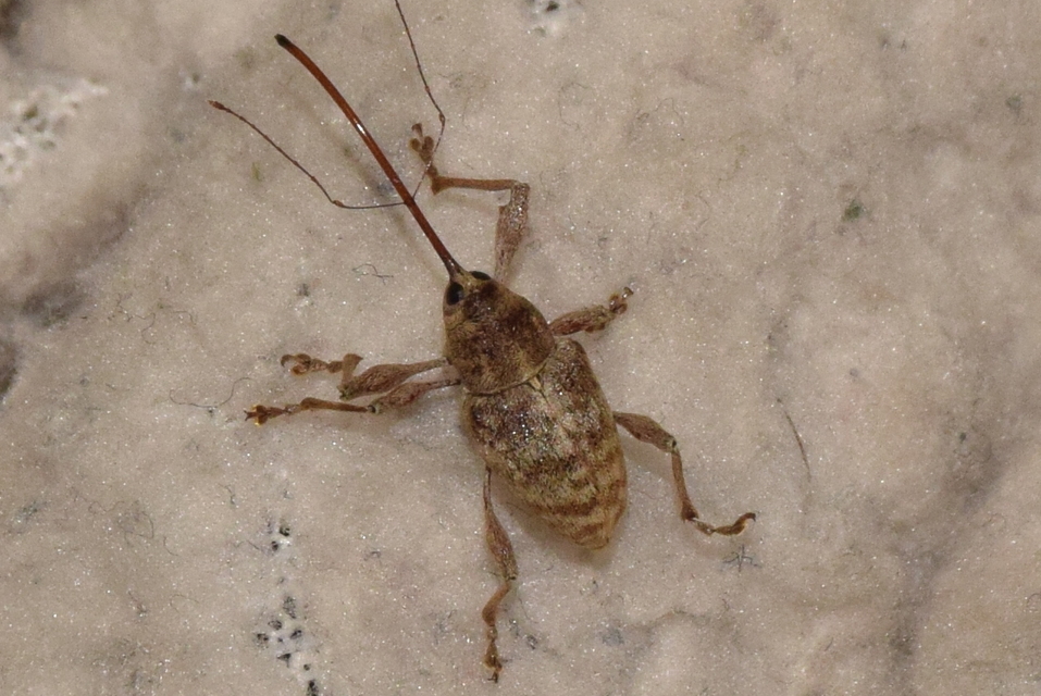 Curculio elephas - gesztenyezsuzsóka