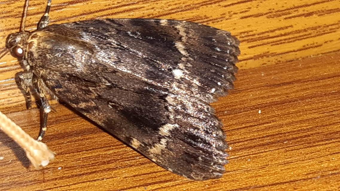 Amphipyra berbera/pyramidea
