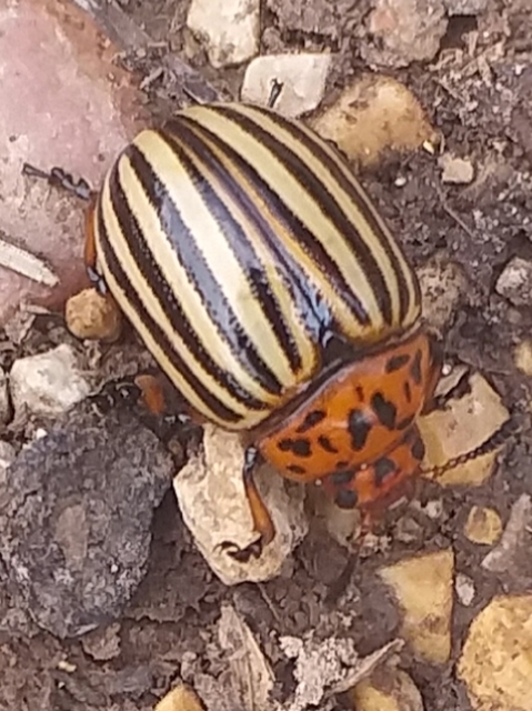 Leptinotarsa decemlineata - burgonyabogár