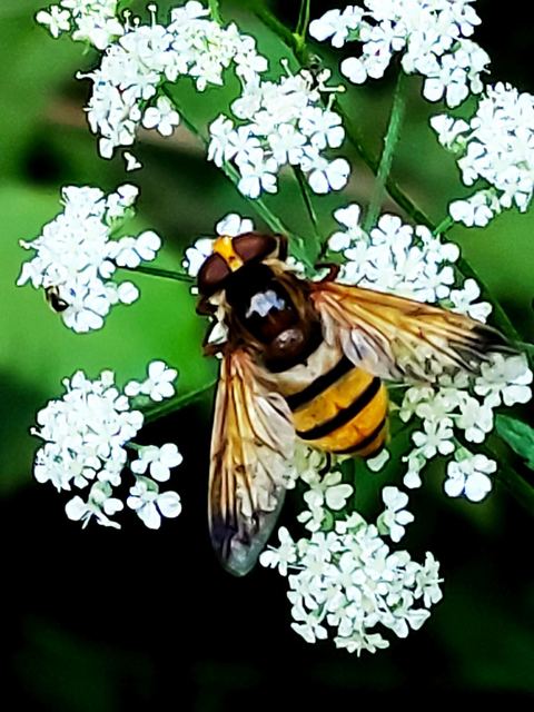Volucella inanis - háromöves pihelégy