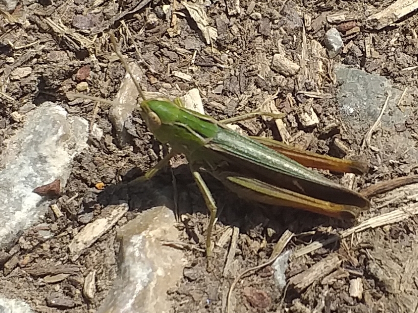 Stenobothrus lineatus - jajgató rétisáska