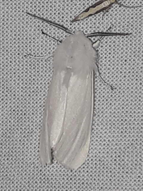 Hyphantria cunea - amerikai fehér medvelepke