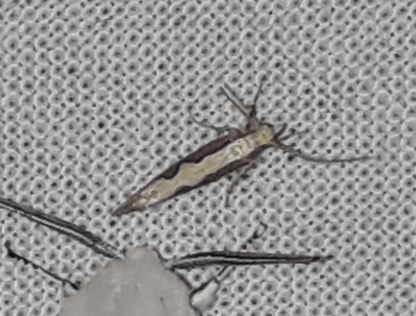 Plutella xylostella - káposztamoly