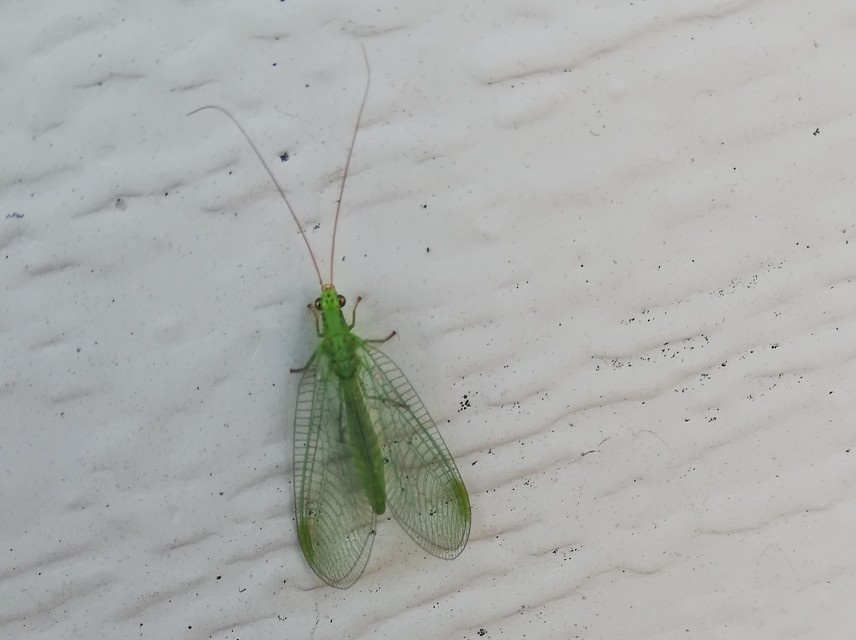 Chrysopidae - zöldfátyolkák
