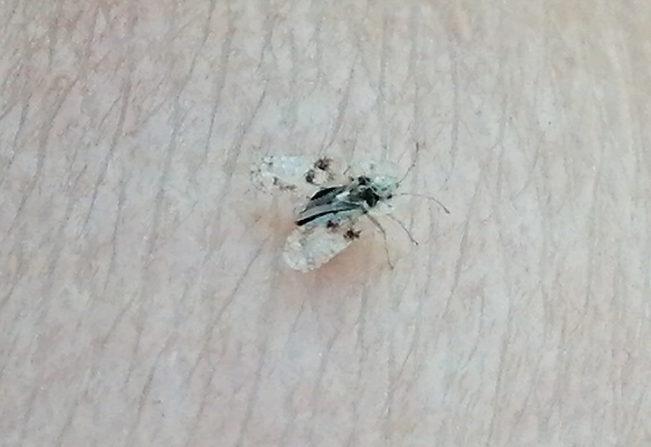 Corythucha arcuata - tölgy-csipkéspoloska