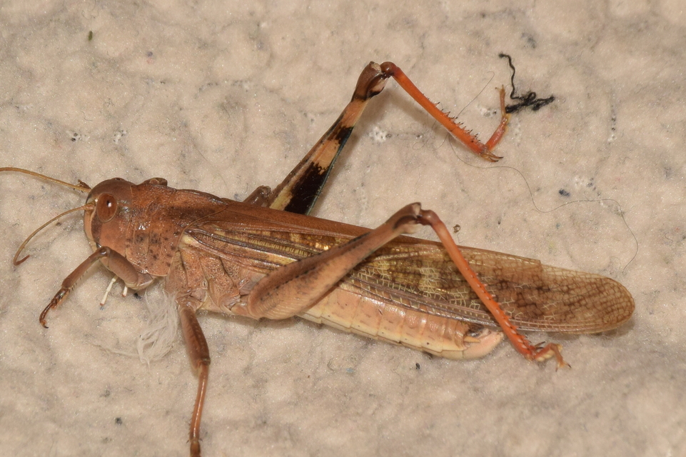 Locusta migratoria - keleti vándorsáska