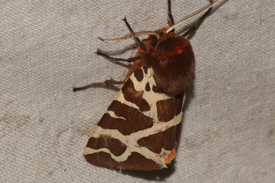 Arctia caja - közönséges medvelepke