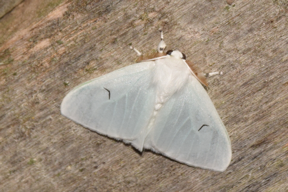 Arctornis l-nigrum - L-betűs gyapjaslepke