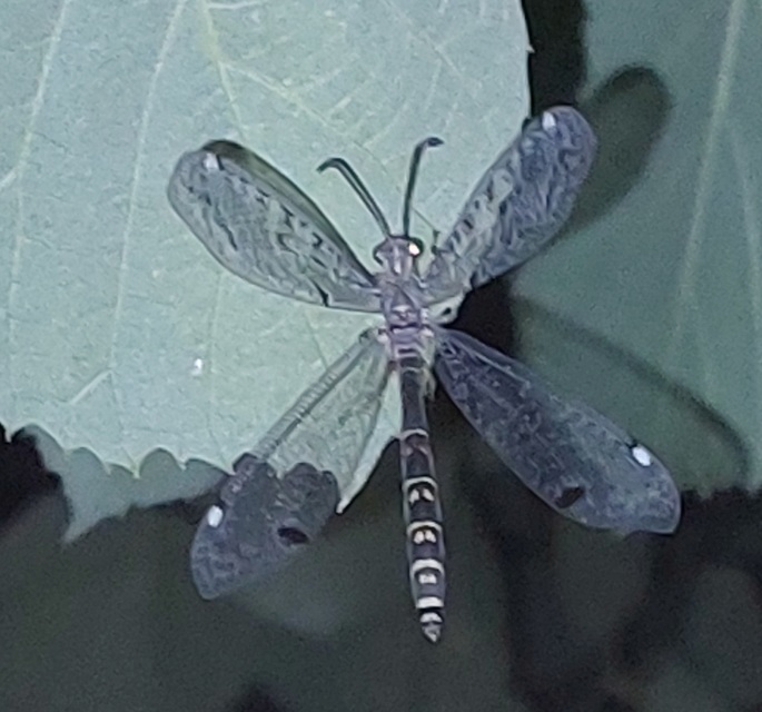 Distoleon tetragrammicus - négyfoltos hangyaleső