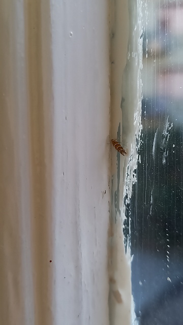 Cameraria ohridella - vadgesztenye-sátorosmoly