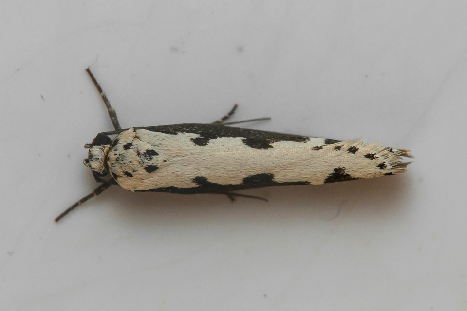 Ethmia bipunctella - kétpettyes feketemoly