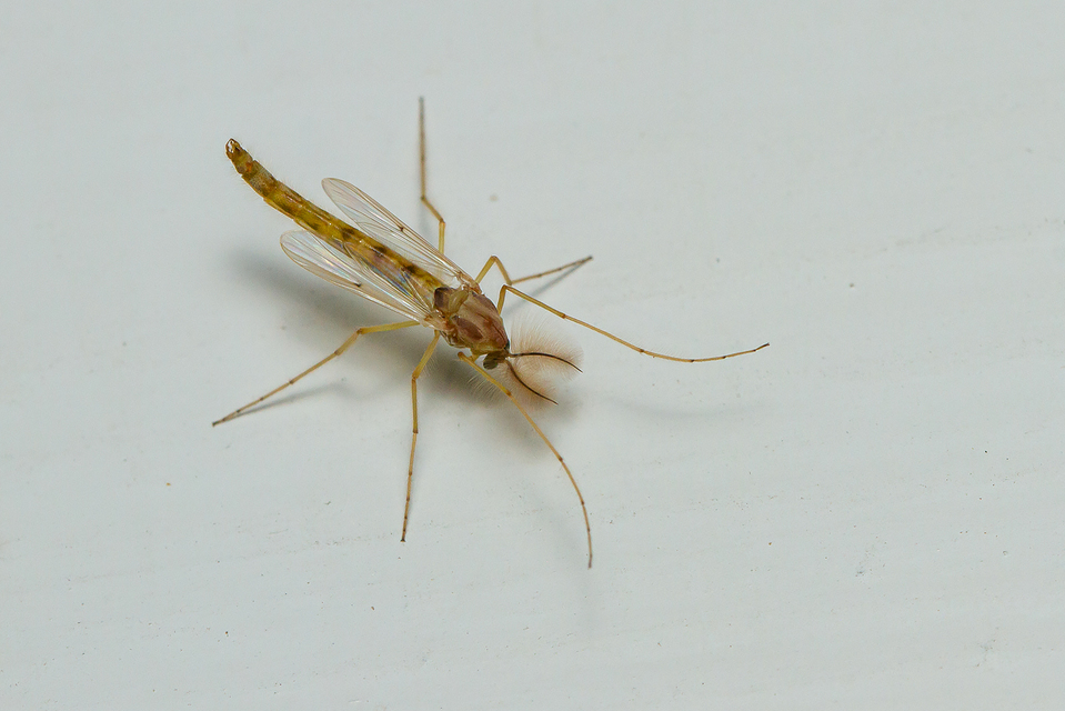 Chironominae