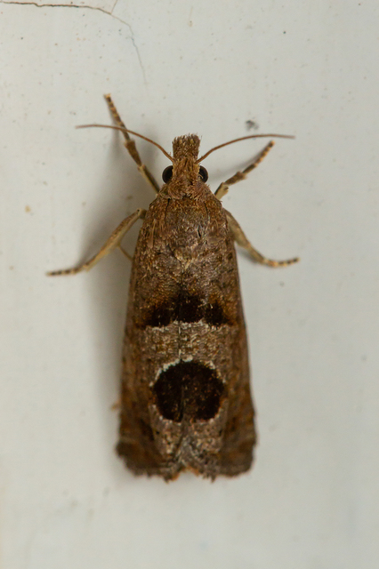 Epiblema junctana - turjáni tükrösmoly