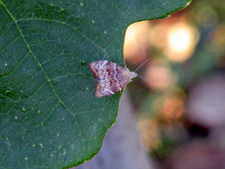 Choreutis nemorana - füge-levélmoly