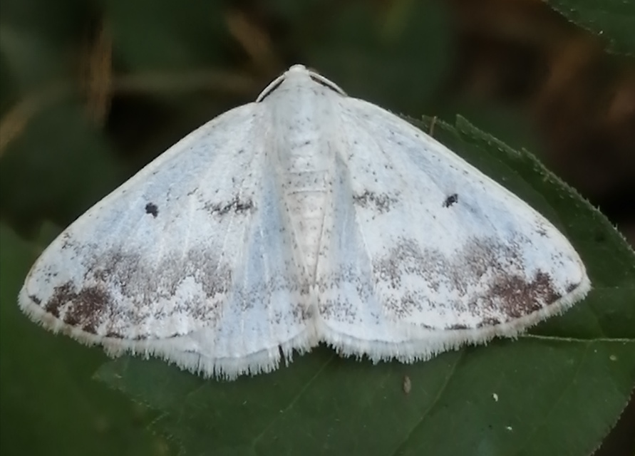 Lomographa temerata - foltos fehéraraszoló