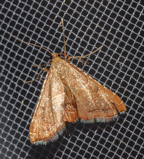 Endotricha flammealis - tüzesszárnyú fényilonca