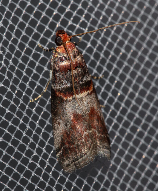 Acrobasis advenella - gerleszínű karcsúmoly