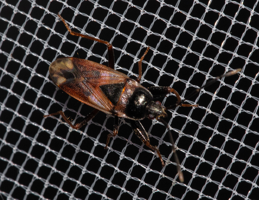 Heteroptera - Poloskák