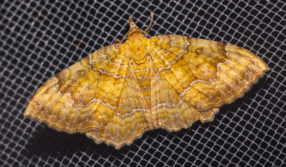 Camptogramma bilineata - kétvonalas sávosaraszoló