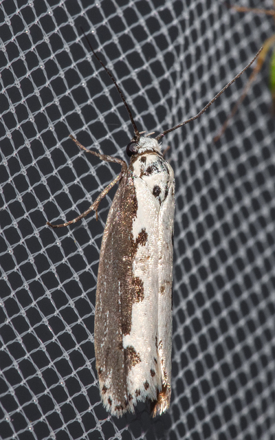Ethmia bipunctella - kétpettyes feketemoly