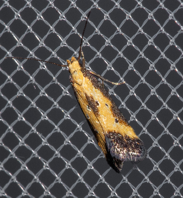 Brachmia dimidiella - citromkocsord-lápimoly