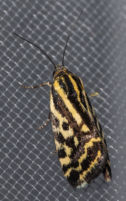 Emmelia trabealis - zebrabagoly
