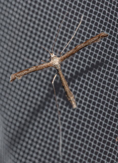 Pterophoridae - tollasmolyfélék