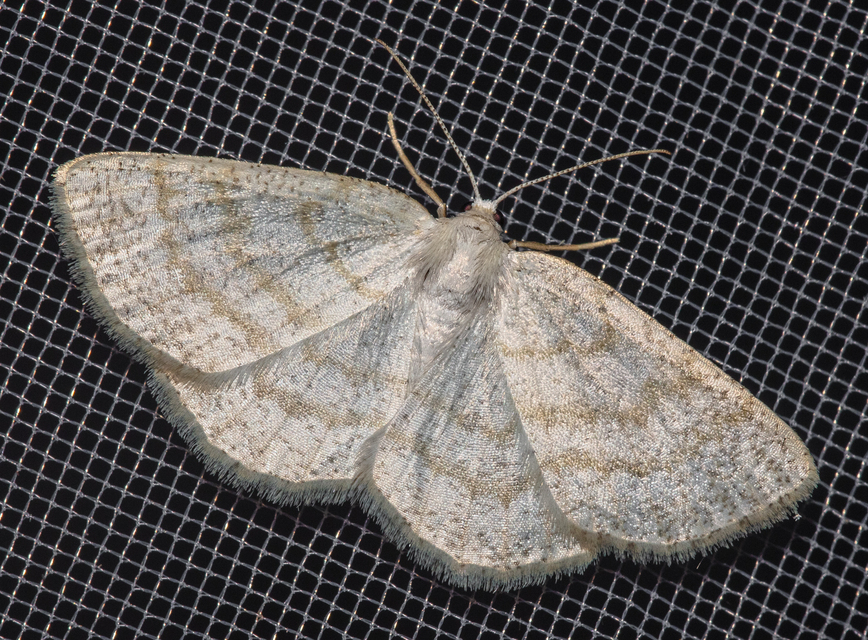 Cabera exanthemata - pettyes égeraraszoló