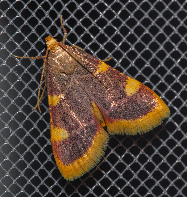 Hypsopygia costalis - szénailonca