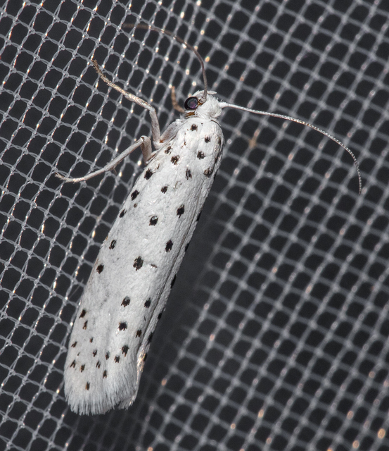 Yponomeuta