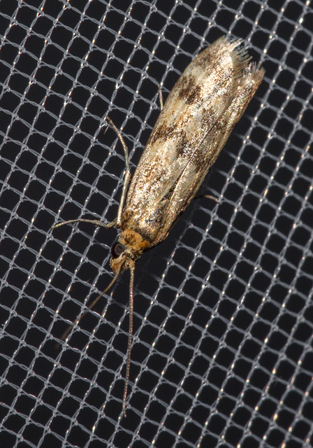 Homoeosoma sinuella - agyagsárga karcsúmoly