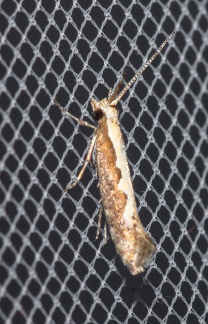 Plutella xylostella - káposztamoly