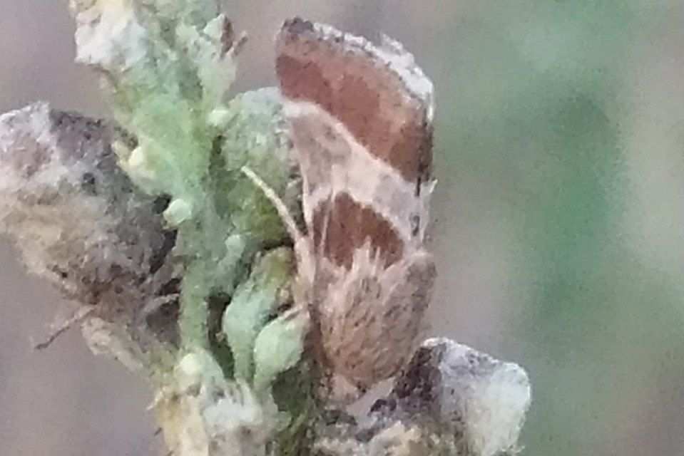 Schinia cognata - nyúlparéj-nappalibagoly