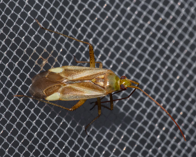 Adelphocoris lineolatus - lucernapoloska