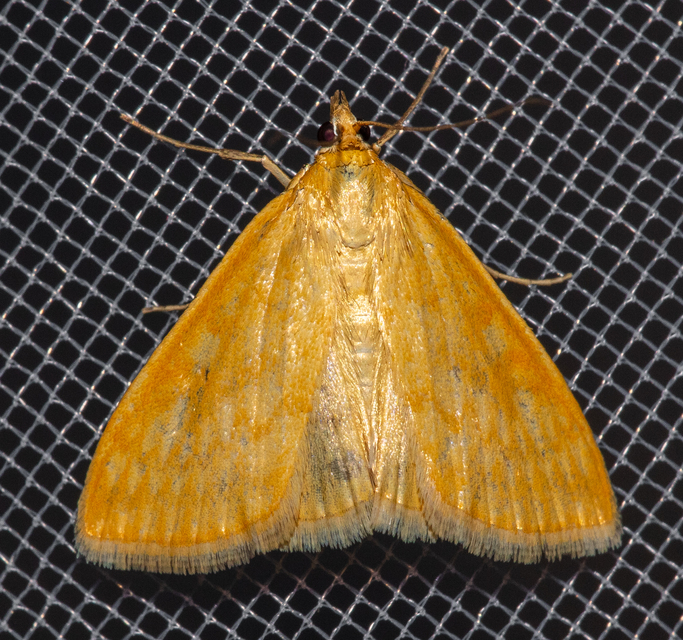 Sitochroa verticalis - világossárga dudvamoly