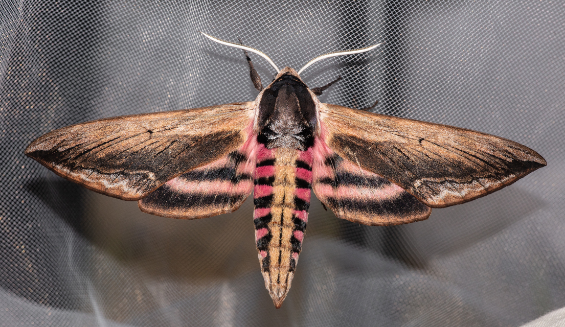 Sphinx ligustri - fagyalszender