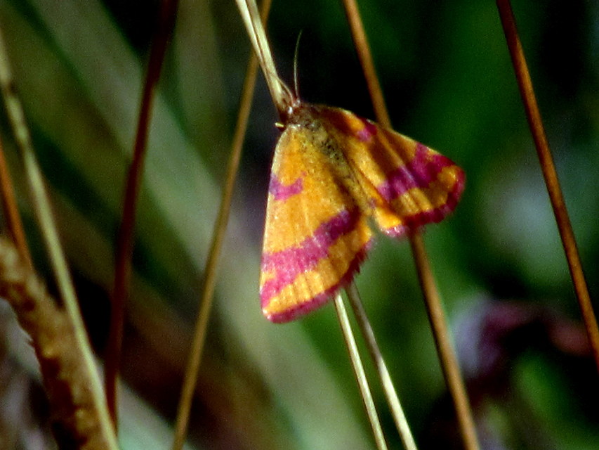 Lythria cruentaria - bíborcsíkos araszoló