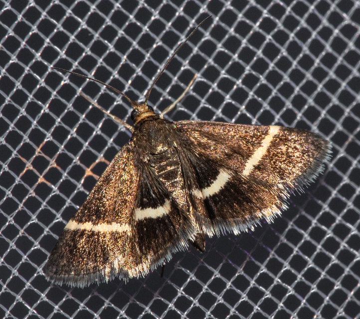 Pyrausta cingulata/rectefascialis