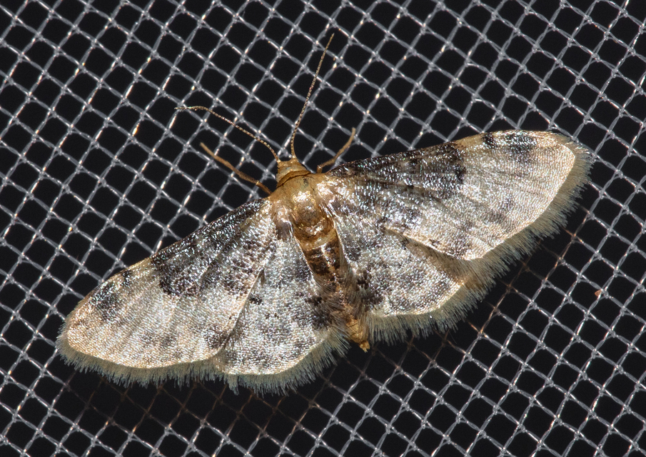 Idaea filicata - sötéttövű apróaraszoló