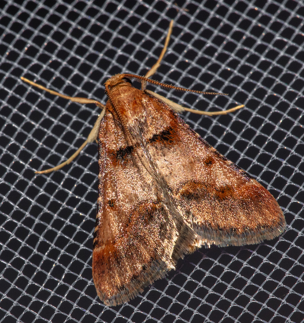 Stemmatophora brunnealis - barna fényilonca