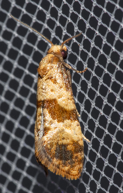 Phalonidia contractana - pipitér-fúrómoly