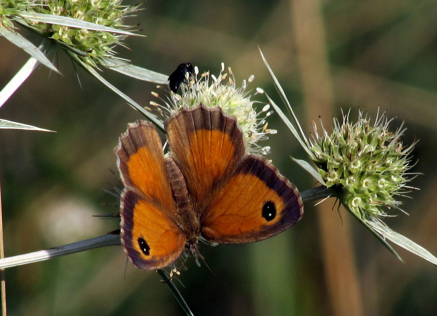 Pyronia tithonus - kis ökörszemlepke