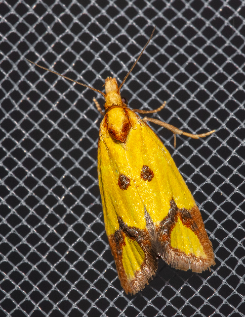 Agapeta zoegana - barnacsíkos sárgamoly