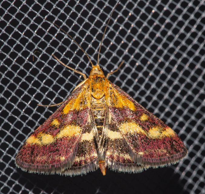 Pyrausta ostrinalis - ritka bíbormoly