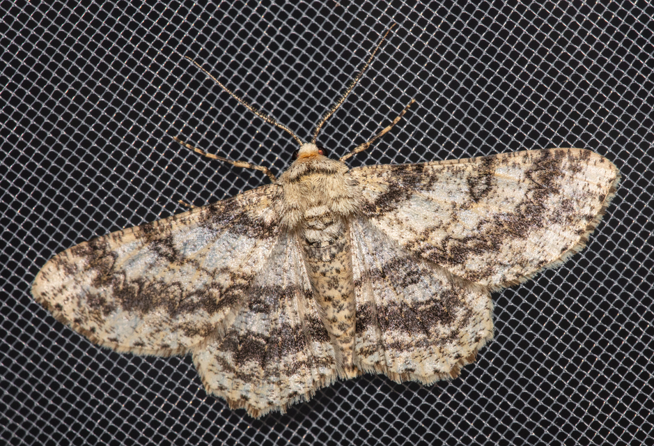Ascotis selenaria - holdas faaraszoló