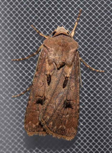 Agrotis exclamationis - felkiáltójeles földibagoly